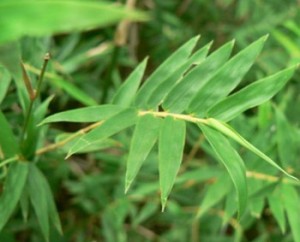 凤尾竹的养殖方法和注意事项